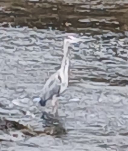 Grey Heron