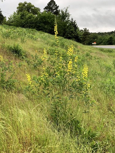 Baptisia X sulphurea