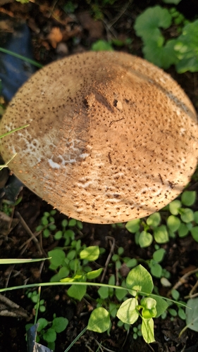 Freckled Dapperling