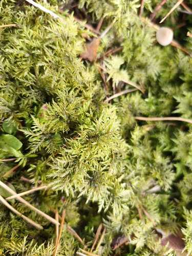 stairstep moss