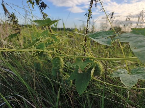 prickly cucumber