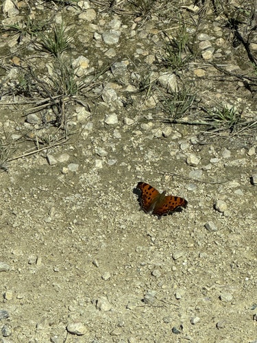 Eastern Comma