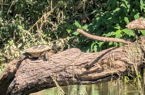 Northern Map Turtle