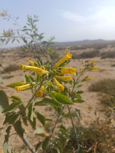 tree tobacco
