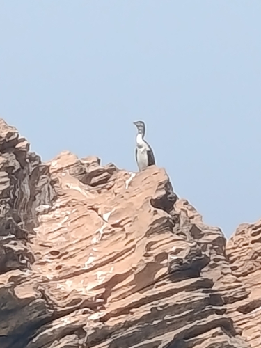 Great Cormorant