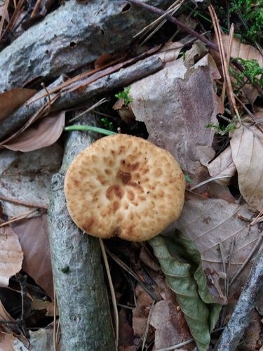 tuberous polypore