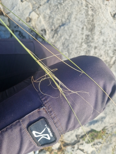 Dwarf Feather Grass
