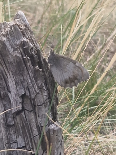 Tree Grayling