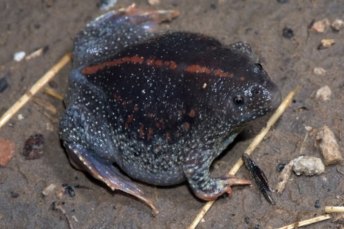 Mexican Burrowing Toad