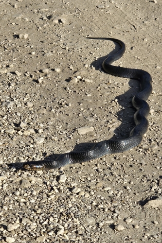 Central American Indigo Snake