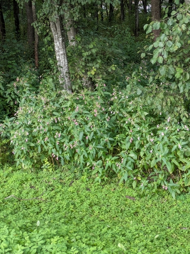 Himalayan balsam
