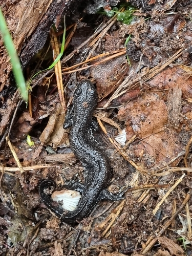 Great Crested Newt