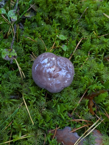 tacked milkcap