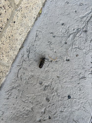 Palo Verde Root Borer