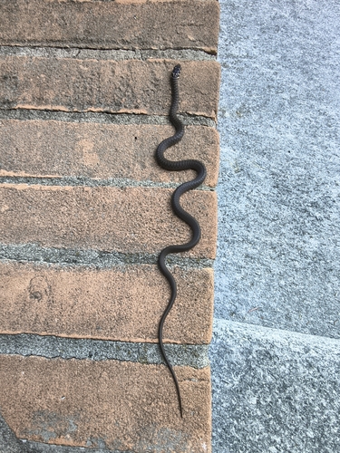 Green Whip Snake