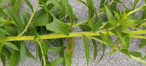 Canada goldenrod