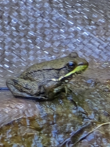 Green Frog