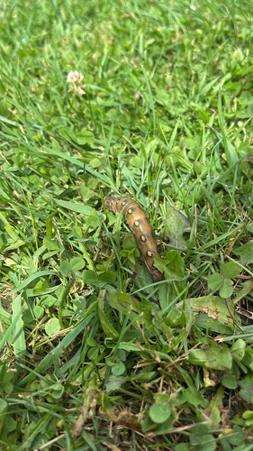 Bedstraw Hawkmoth