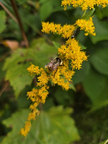 Tricolored Bumble Bee