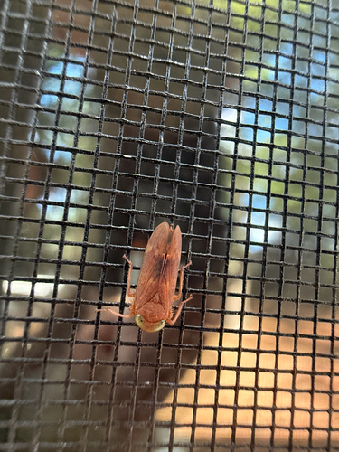 Coppery Leafhopper