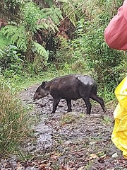 Tapirus bairdii image