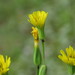 Crepis pulchra - Photo (c) Deborah Rayfield, όλα τα δικαιώματα διατηρούνται, uploaded by Deborah Rayfield