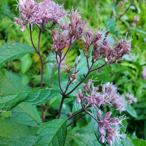 spotted Joe-Pye weed