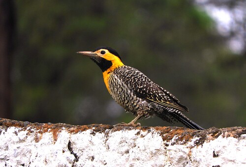 Campo Flicker