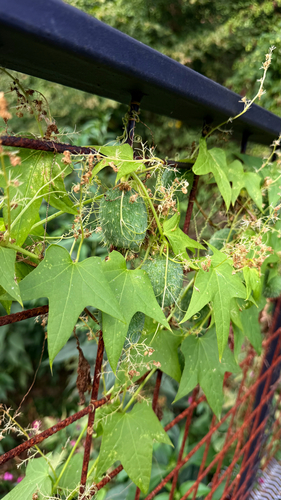 prickly cucumber