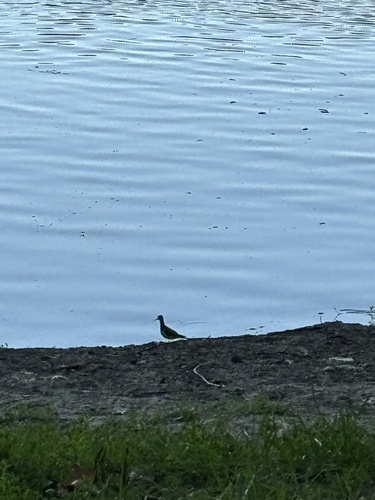 Spotted Sandpiper