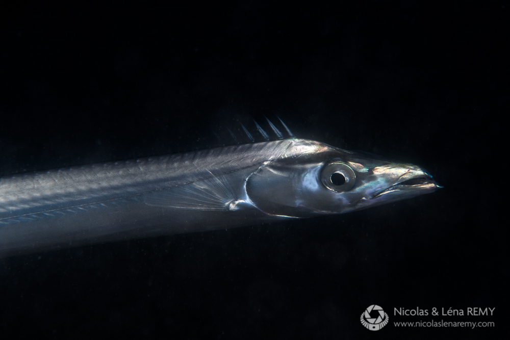 Frostfish Lepidopus Caudatus Inaturalist Nz