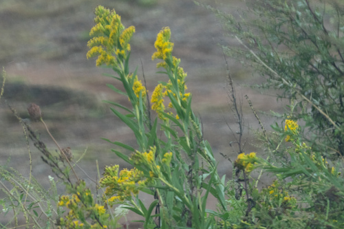 northern seaside goldenrod