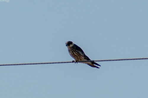 Eurasian Hobby