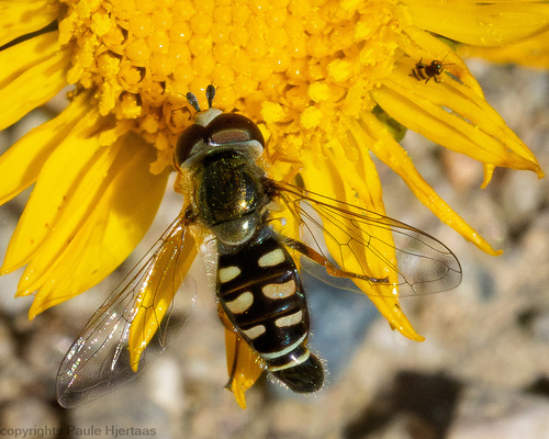 Large-tailed Aphideater