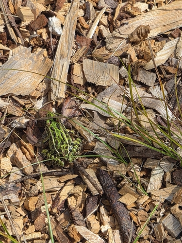 Northern Leopard Frog