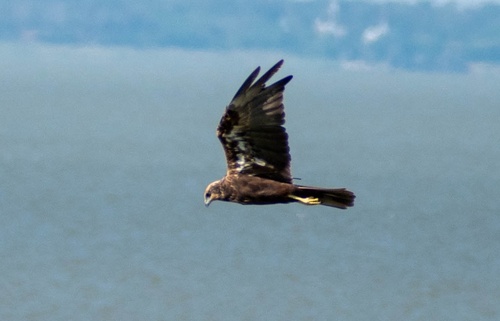 Western Marsh Harrier