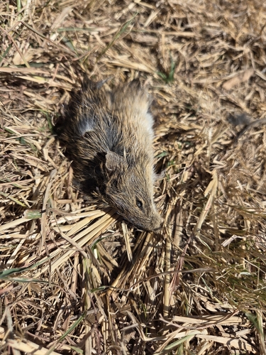 Hispid Cotton Rat