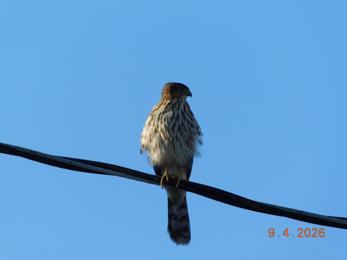 Cooper's Hawk