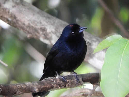 Ruby-crowned Tanager