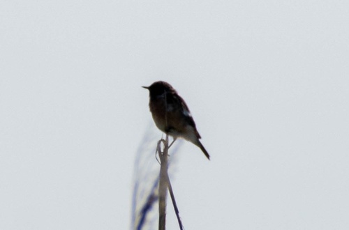 European Stonechat