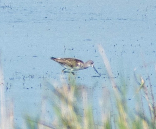 Common Greenshank