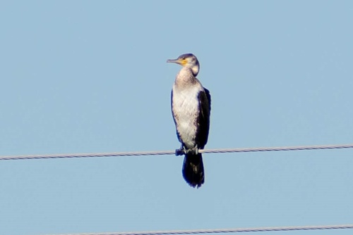 Great Cormorant