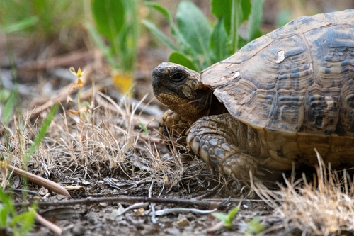 Greek Tortoise