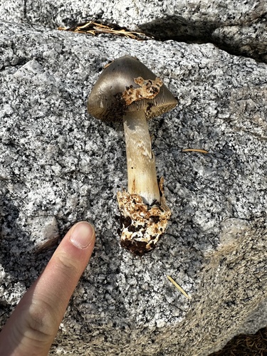 iNaturalist observation photo of Amanita sect. Vaginatae