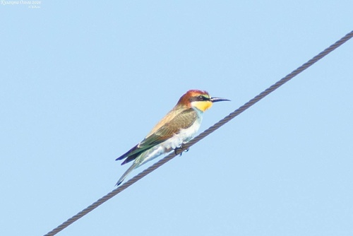 European Bee-eater