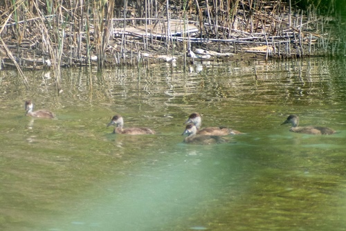 Red-crested Pochard