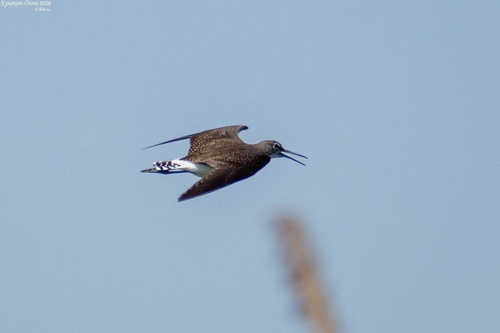 Green Sandpiper