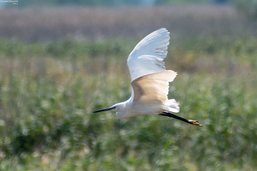 Little Egret
