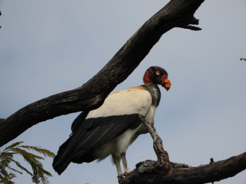 King Vulture