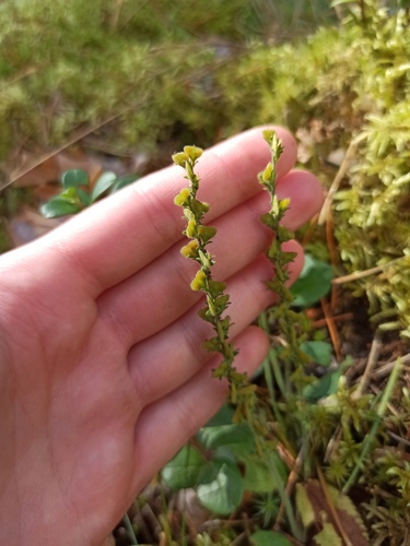 heath speedwell